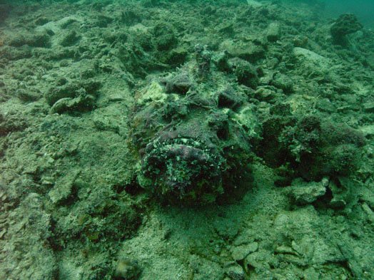 stonefish2.jpg
