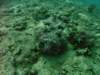 stonefish2_small.jpg