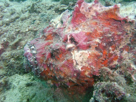 stonefish3.jpg