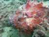 stonefish3_small.jpg