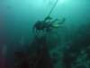 wraknasimilanach_small.jpg