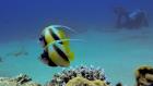 Butterflyfish