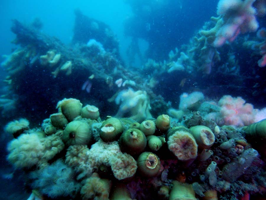 Wygl�daja jak figi