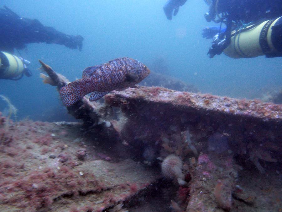 Ryba pcha si� mi�dzy Magd� a Tomka