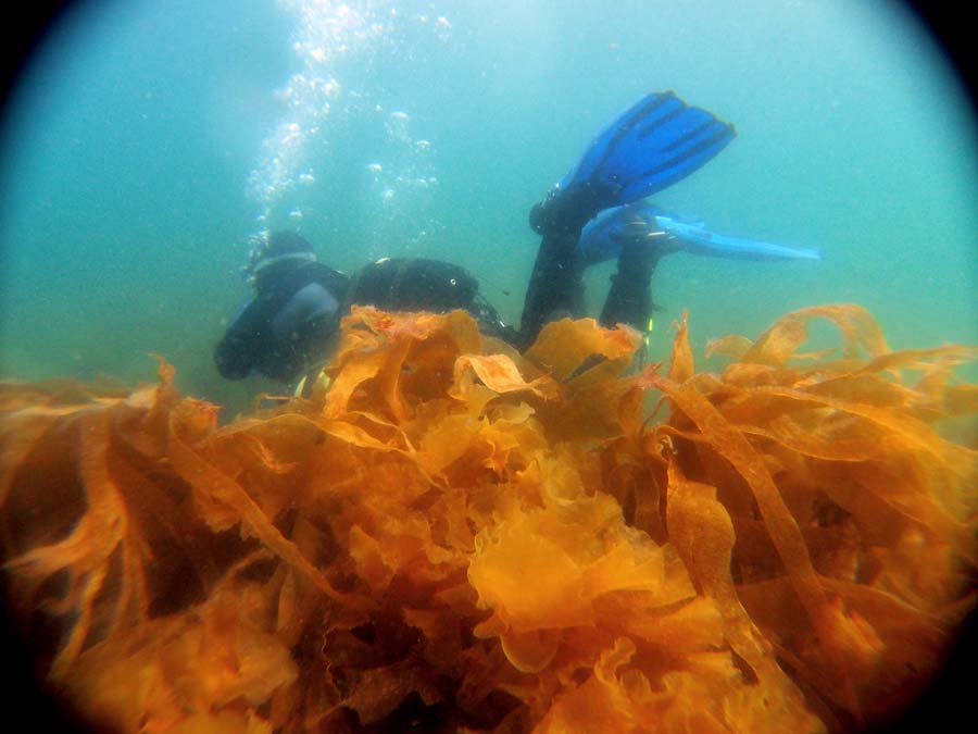 To by�o nurkowanie przy wyspie Berrell of Butter czy jako� tak