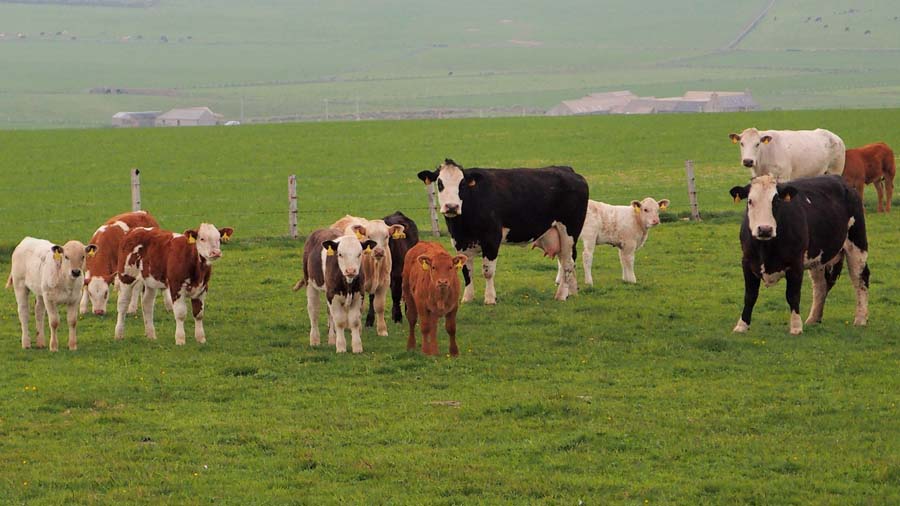 Krowy wdzi�cznie pozuj� do zdj�cia