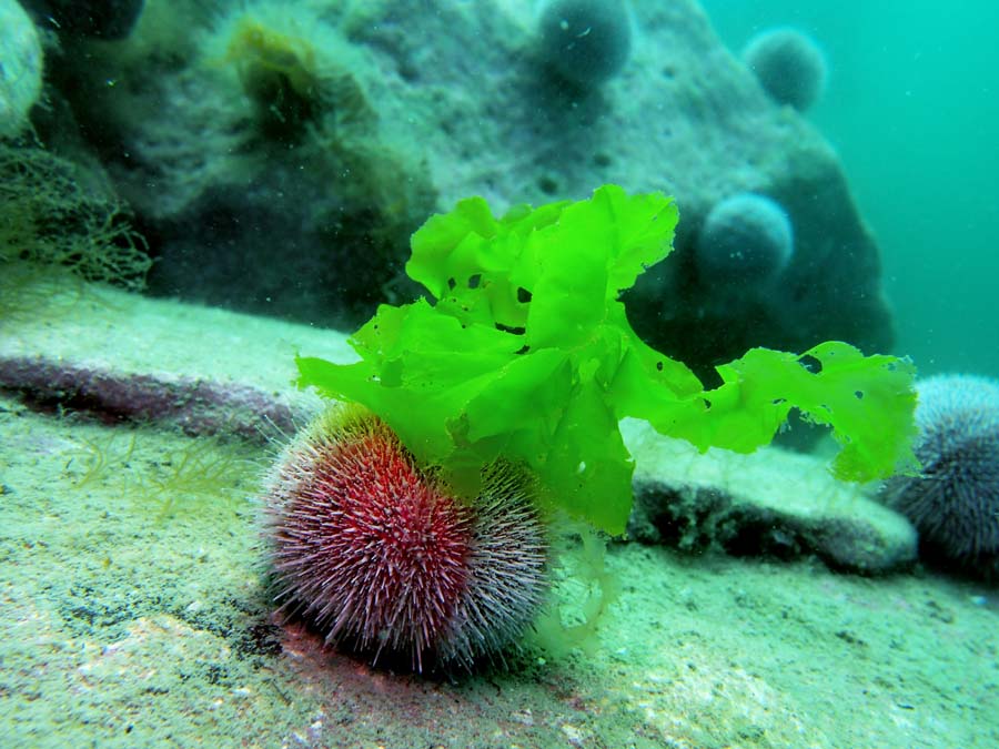 Je�owiec z pelerynk�