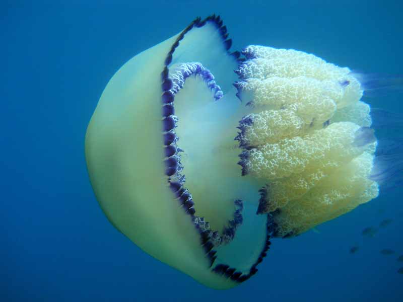 meduza