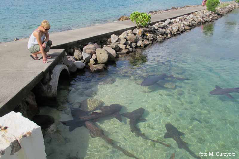 Rybki w przyrestauracyjnym oczku wodnym