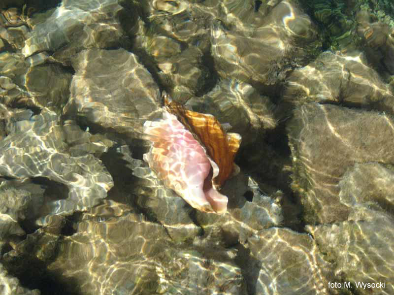 Takie muszle walaj� si� wsz�dzie