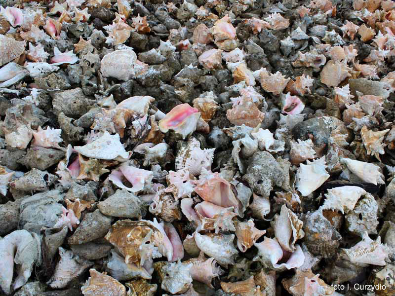 Cmentarzysko muszli przy nabrze�u, te �limaki s� jadalne