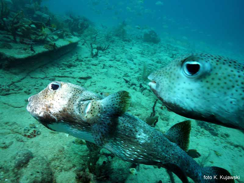 Na Purinie mieszka rodzina diodon�w