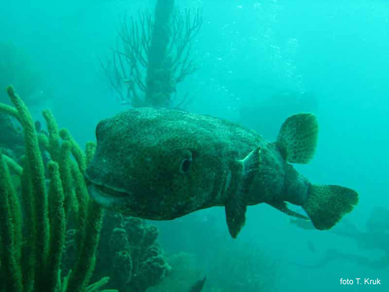 Diodon u�miechn�� si� do zdj�cia