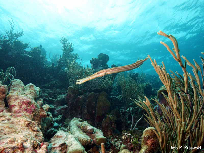 Radosne oczekiwania w peni spenione - Mayreau Gardens