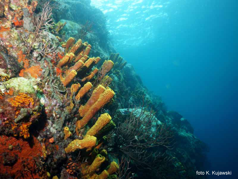 Przy St. Vincent najpierw nurkujemy na New Guinea Reef
