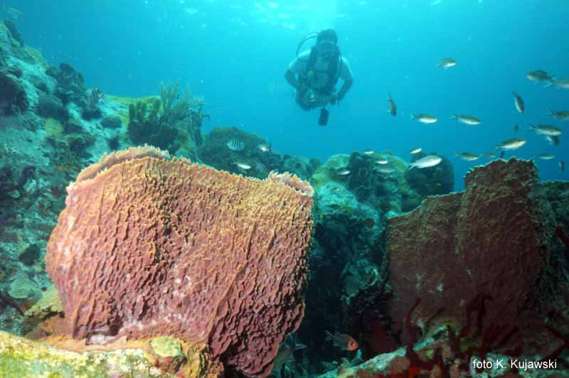 Na New Guinea Reef rosn zreszt gbki rnych rozmiarw