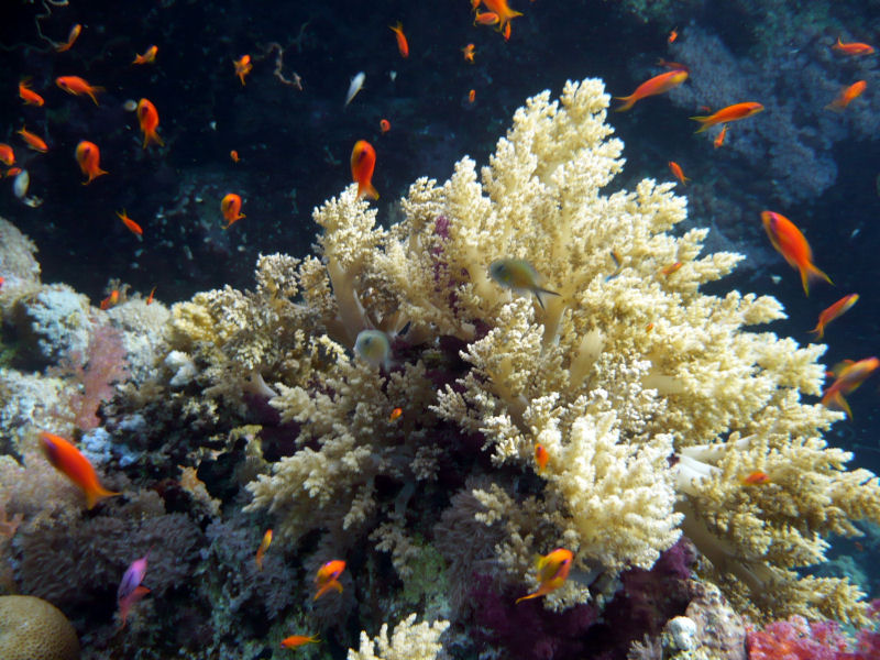 Lubimy ma�e, czerwone rybki