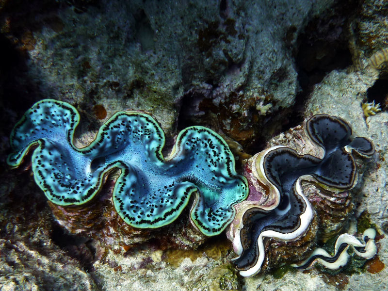 Obok mieszkaj� tridakny