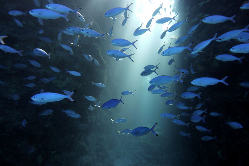 B��kitna �awica