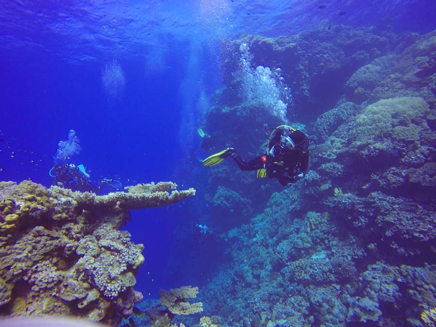 Koral stoowy