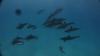 Delfiny