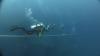 Thistlegorm