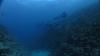 Delfiny
