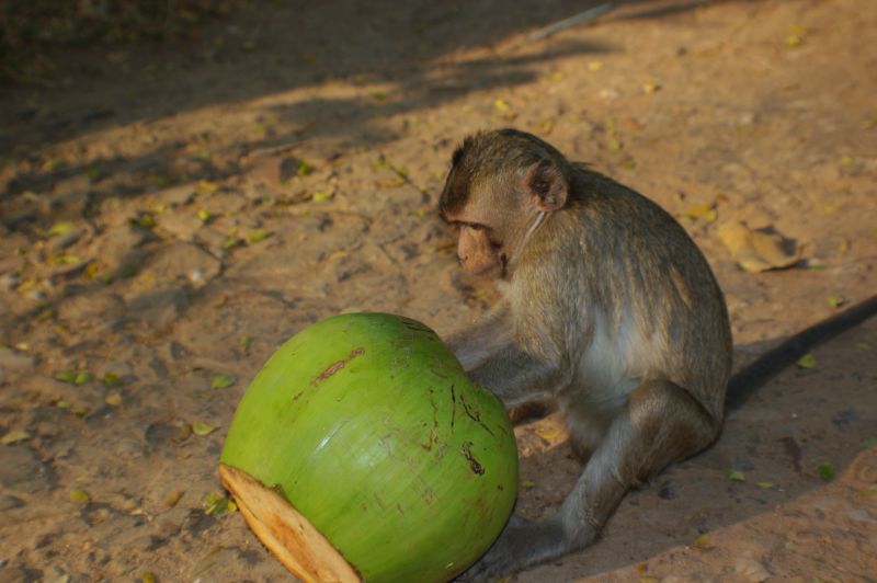 Wiewi�rka z  orzeszkiem