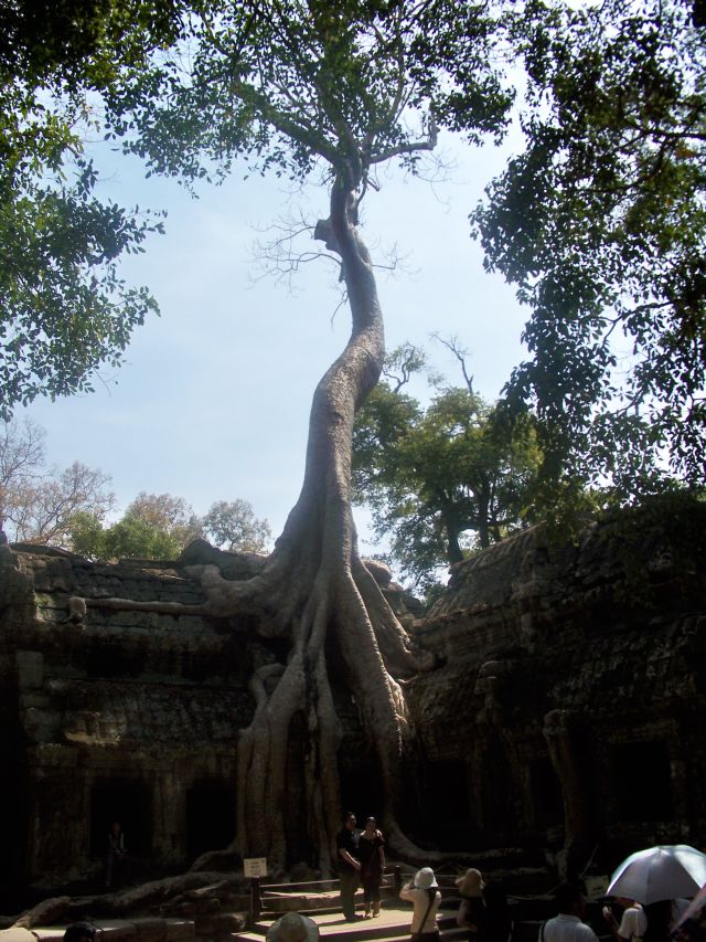 Jeszcze jeden Drzewiec