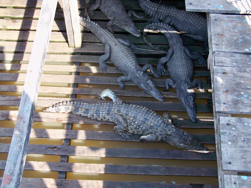 Przydomowy zwierzyniec w wodnym mie�cie