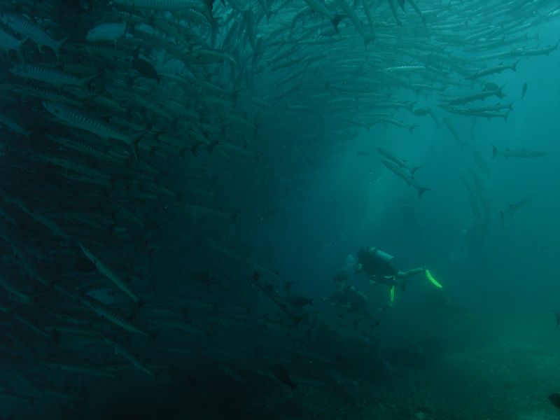 Wp�ywamy do �awicy