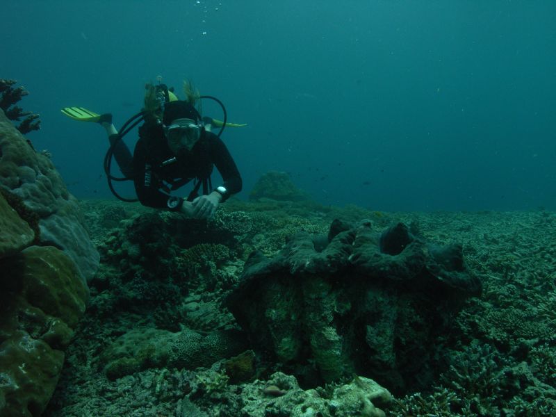 Iwona i wielka tridacna