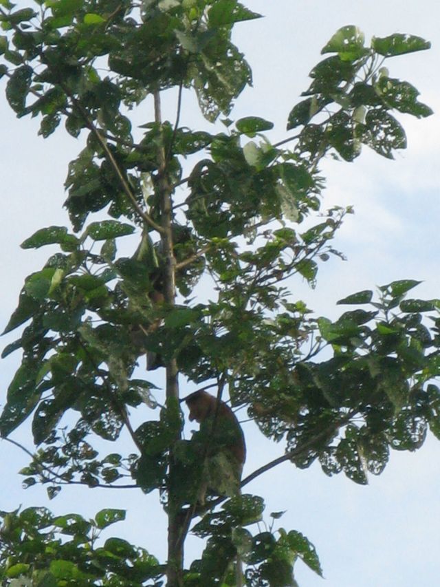 Wypatrzyli�my nosacza sundajskiego