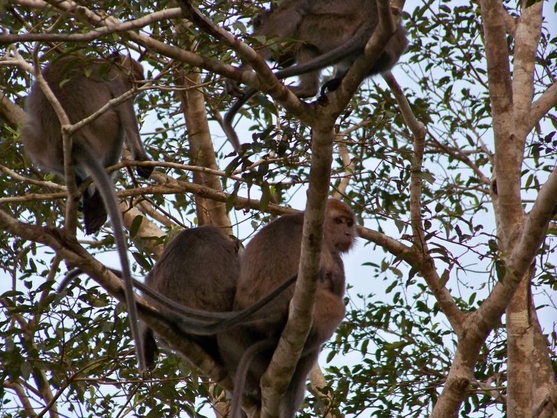 ...oraz rodzina ma�p