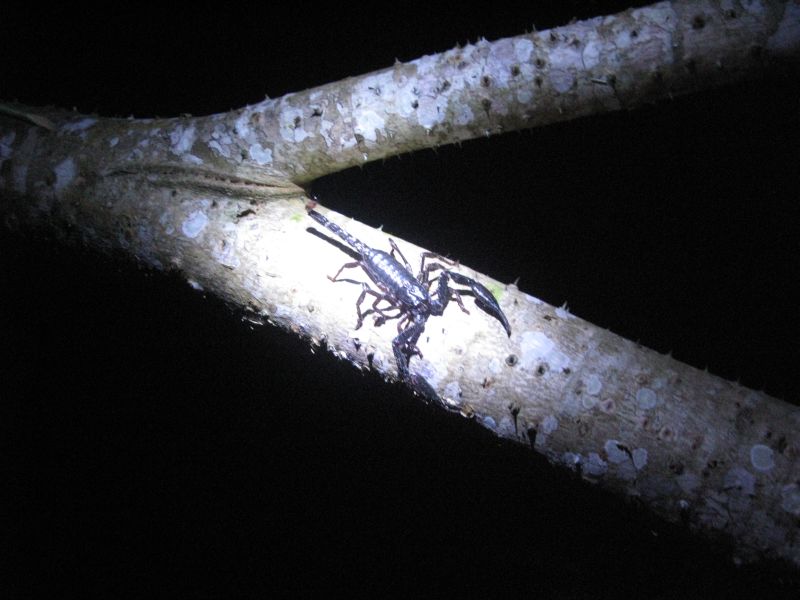 Noc� wychodz� skorpiony