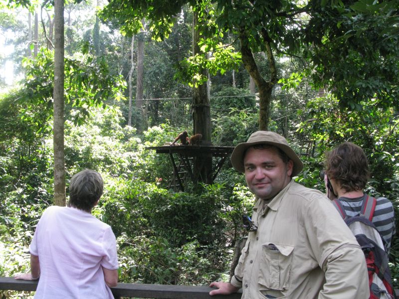 Podgl�damy orangutany